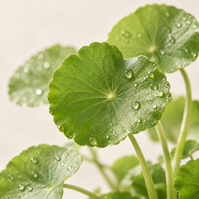 Fresh Cica · Centella Asiatica